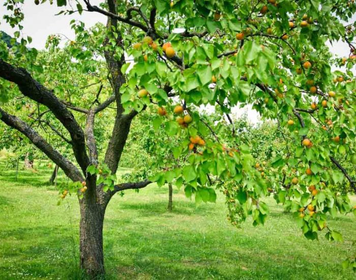 منظره ای زیبا از باغ زردآلو