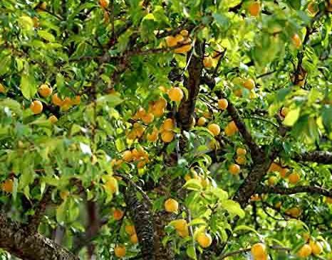 زردآلو محصول اول روستای قلعه جوق سیاه منصور